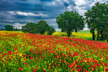 a poppy field in the crete senesi close to siena