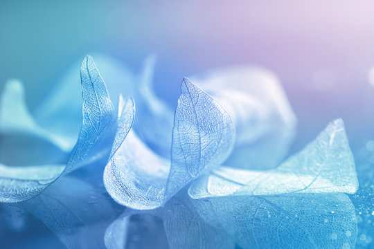 Beautiful transparent skeleton leaves colored pastel colors, blue, pink, turquoise. Tender abstract spring background. Selective soft focus.