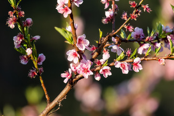Bokeh of spring seasonal flower in jageshwar