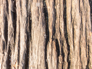 Obraz premium The bark is rough, dark brown.