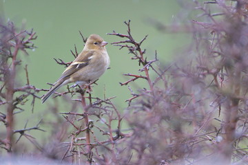 Larrabetzu, Bizkaia/Spain; Mar. 09, 2020. Rainny day in the field. Common chaffinch (Fringilla coelebs) in a blackthorn (Prunus spinosa) bush in winter.