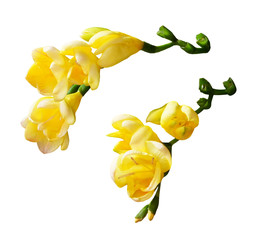 Set of yellow freesia flowers - obrazy, fototapety, plakaty