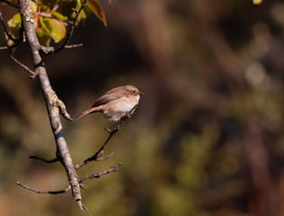 Brown bushchat male bird perching on cherry blossom tree