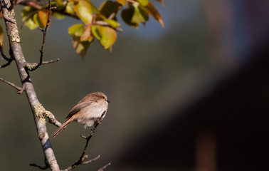 Brown bushchat male bird perching on cherry blossom tree