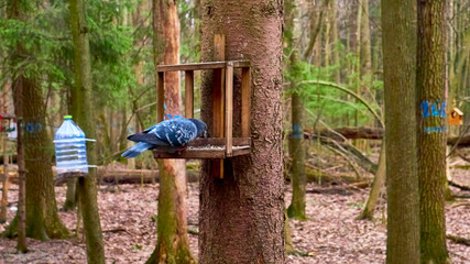 homemade bird feed in moscow