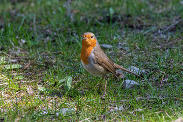 The European robin (Erithacus rubecula) in garden