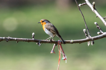 European robin (Erithacus rubecula) tweeting on a tree branch in garden.