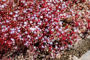 Red Saxifrage (Saxifraga) in Sardinia