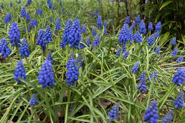 A profusion of blue Grape Hyacinths