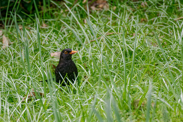 Blackbird (Turdus merula) in the grass