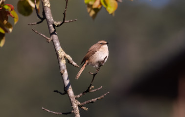 Brown bushchat male bird perching on cherry blossom tree