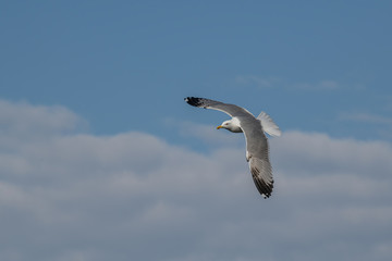 Yellow-legged gull (larus michahellis) in flight on blue sky