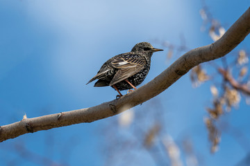 Starling on the tree. European Starling (Sturnus vulgaris)