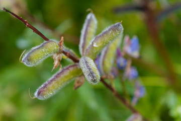 various drops on buds  after rain, a close-up