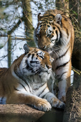 Siberian Tiger (Panthera tigris altaica)