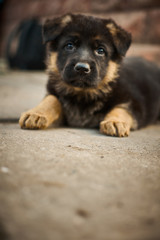 Purebred German Shepherd. Little playful puppy