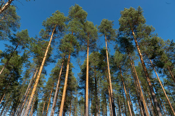 Sunny Panoramic Forest of Spruce Trees in summer