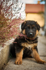 Purebred German Shepherd. Little playful puppy