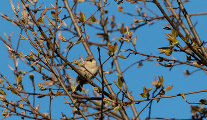 Brown bushchat male bird perching on cherry blossom tree