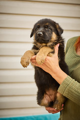 Purebred German Shepherd. Little playful puppy
