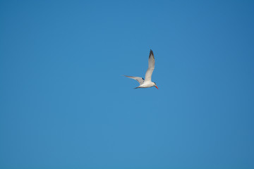 Fototapeta premium Sterna, playa del coco