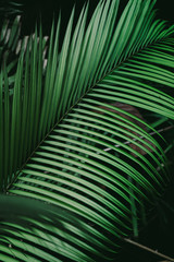 Green palm leaf close up in the tropical forest Bali