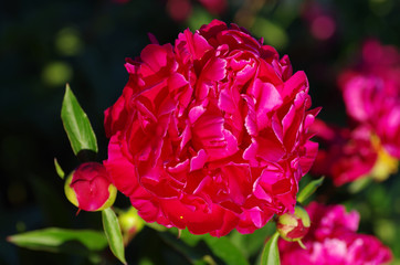 Red peony in close up picture, Paeonia lactiflora, Karl Rosenfield.  © Eva Almqvist