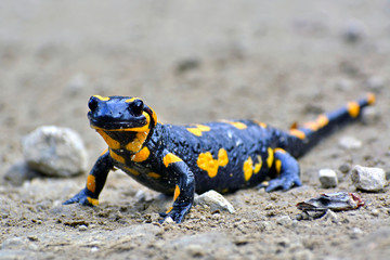 Close up of a Fire Salamander stepping on the ground road. 
