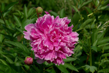 Pink peony in close up picture, Paeonia lactiflora, Sara Bernhardt.