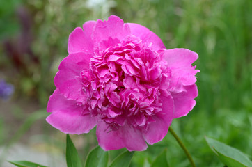 Pink peony in close up picture, Paeonia lactiflora, Sara Bernhardt.