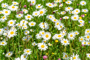 Fototapeta premium bunte Frühlingswiese mit Margeriten und anderen Wildblumen und Kräutern