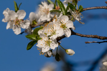 Bokeh of spring seasonal flower in jageshwar