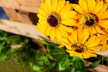 Spring season and sunflowers on sunny day.