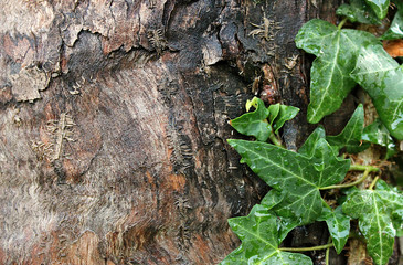 Background of wet tree trunk