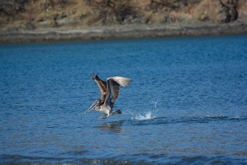 Pellicano iniza il volo
