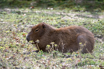 Capybara (Hydrochoerus hydrochaeris)