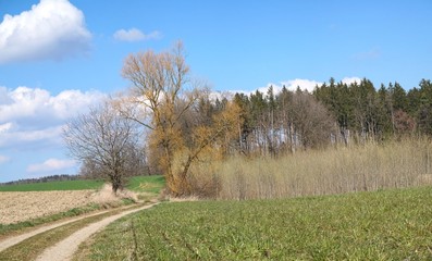 Panorama mit Feld und Wald