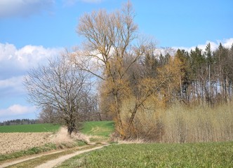 Panorama an einem schönen Feldweg 