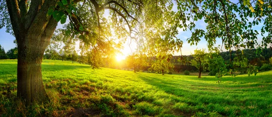 Fototapeten Blick auf den Sonnenuntergang unter einem Baum auf einer grünen Wiese mit Hügeln am Horizont © Smileus