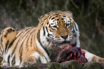 Siberian Tiger (Panthera tigris altaica)