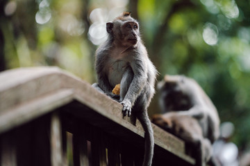 Long-tailed macaque (Macaca fascicularis) sitting on the fence in Sacred Monkey Forest, Ubud, Indonesia