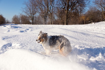 Fototapeta na wymiar Beautiful merle Australian Shepherd with copper and white trim seen landing in shower of fresh snow after catching a snowball during a sunny winter morning, Quebec City, Quebec, Canada