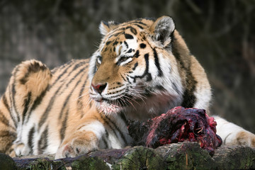 Siberian Tiger (Panthera tigris altaica)