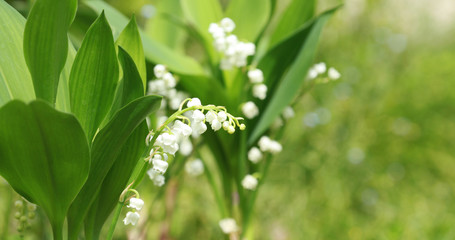 Brins de muguet avec feuilles	