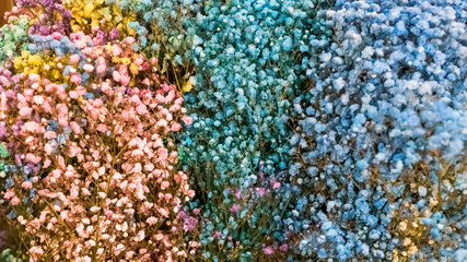 Multi-colored gypsophila pink, yellow, blue. International Women's Day.