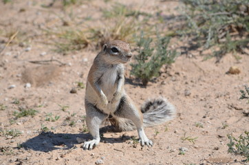 Ground squirrel assessing the danger in the Kalahari