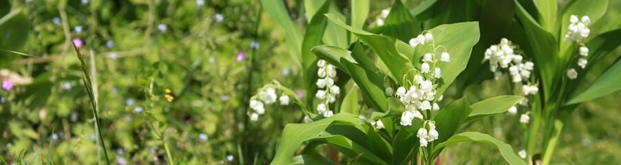 Brins de muguet avec feuilles	