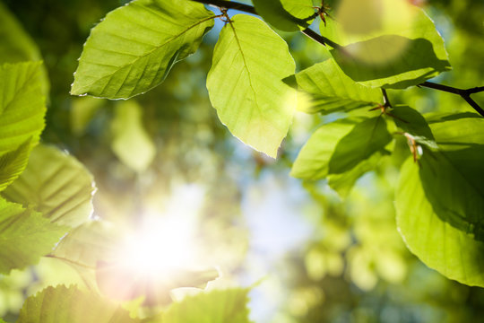 Fototapeta Green leaves closeup with the sun in the blurred background