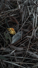 Stand alone and fight for the survival.