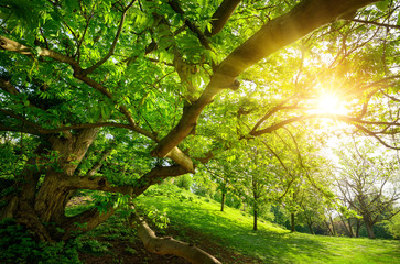 The warm sun seen from under a tree in the park, with a meadow and lots of green foliage